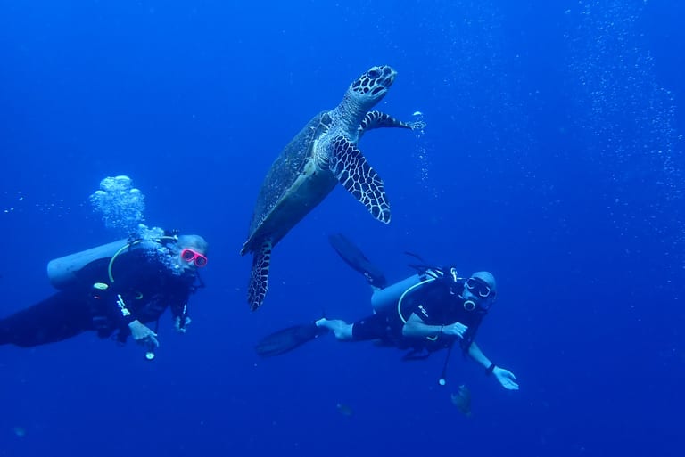 Deep Blue - open ocean drift beyond the reef