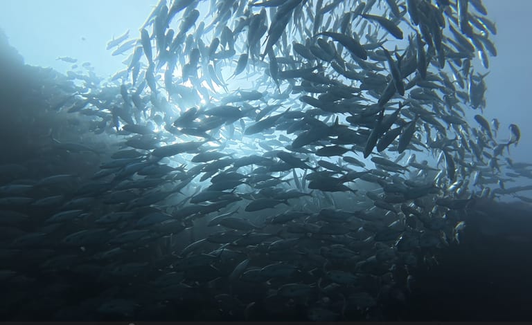 Drop Off - school of jackfish roaming the wall