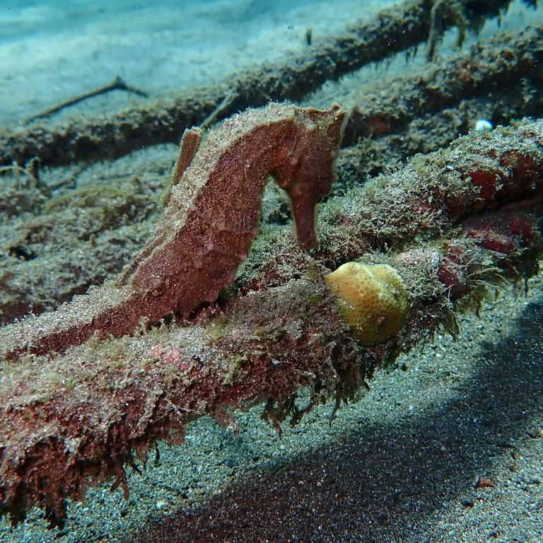 Jemeluk Bay - coral garden and statues