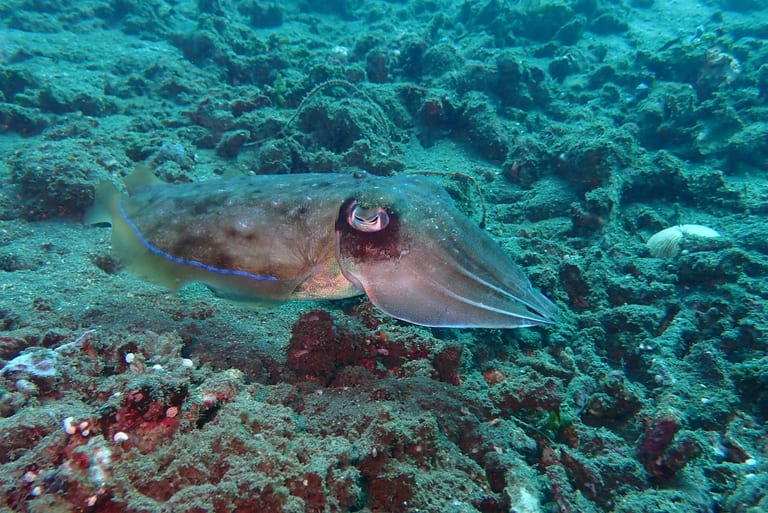 Lipah Bay - gentle sandy slope and macro