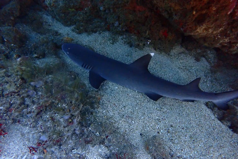 Nusa Penida - drift dives with clear, cool water