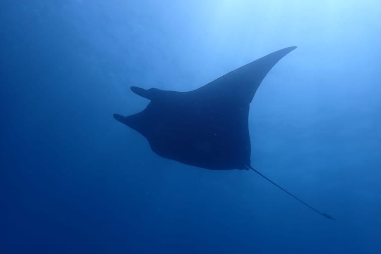 Nusa Penida - stunning reefs and pelagics