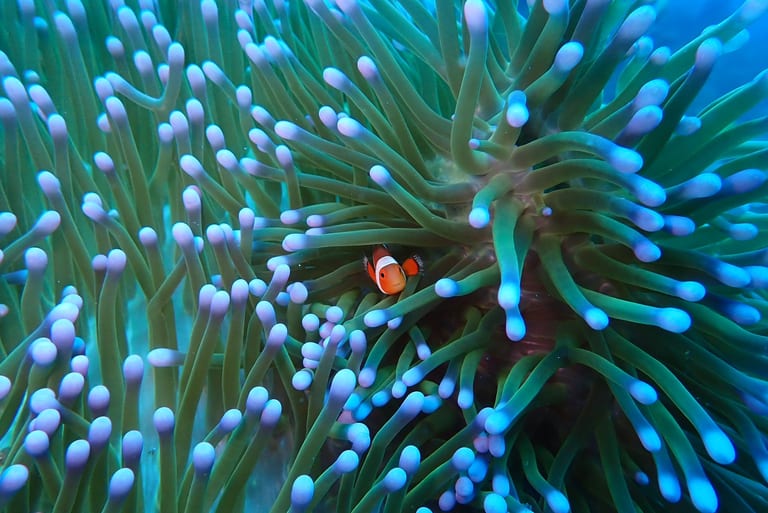 Clown Fish in Jemeluk Bay