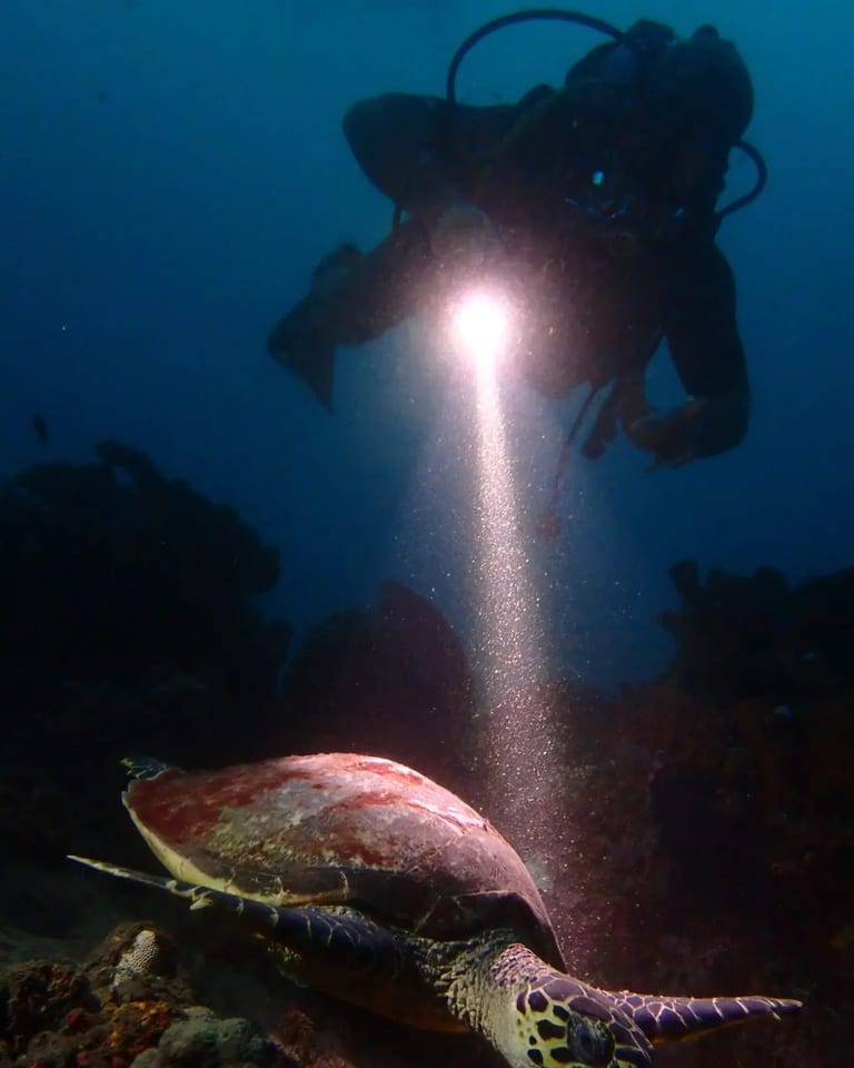 Night Dive in Jemeluk Bay
