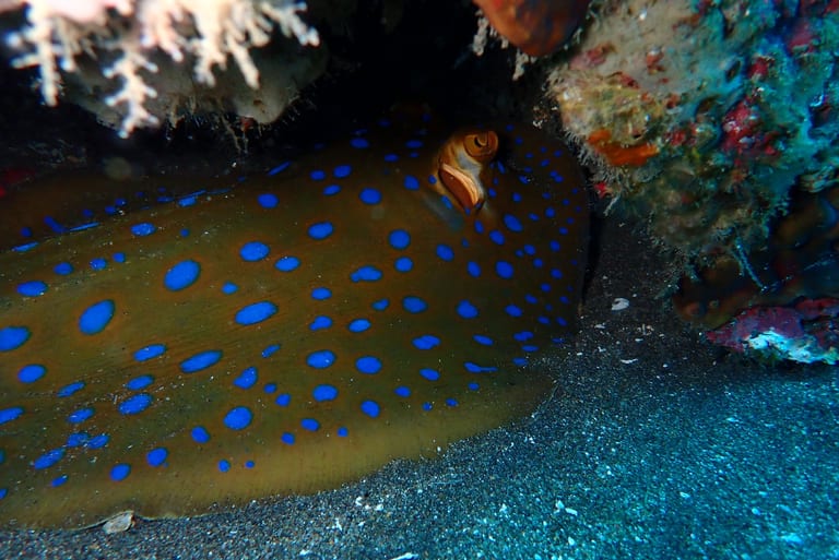 Blue-spotted Stingray in Jemeluk Bay