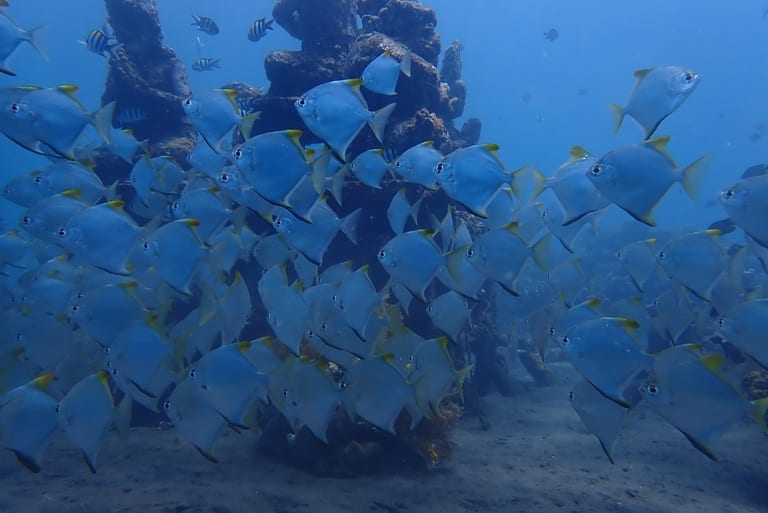 School of Diamond Fishes in Jemeluk Bay