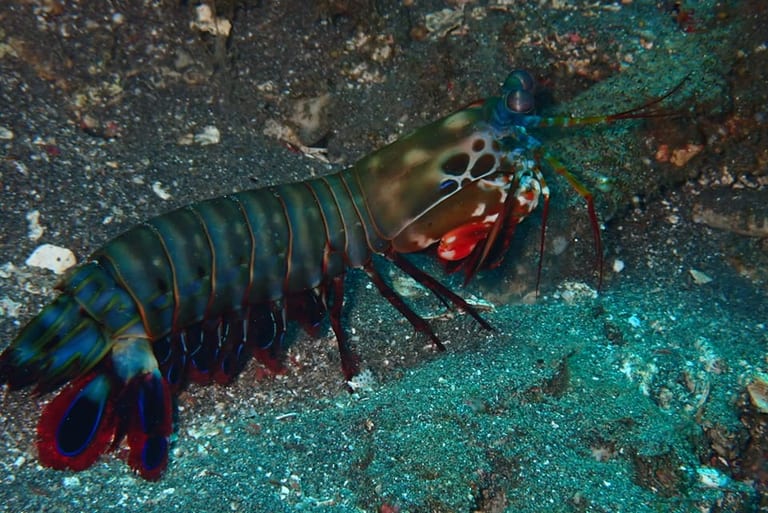 Mantis Shrimp in Lipah beach