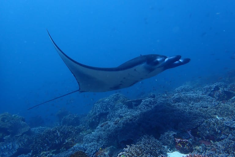 Majestic manta - high chances of manta ray sightings