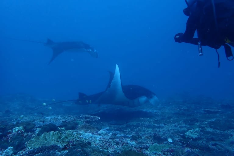 Group of mantas - beautiful manta dive