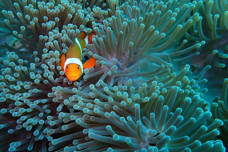 Support a Locally Owned Dive Center - Scuba Odessey in Amed