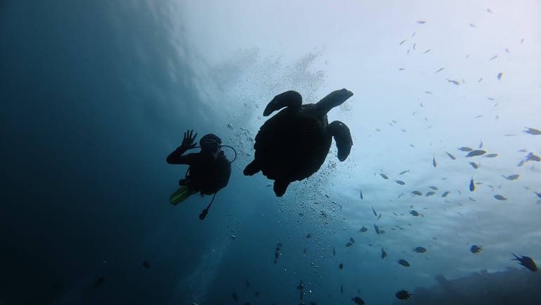 Sea turtle swimming with diver in Amed, Bali - underwater photography